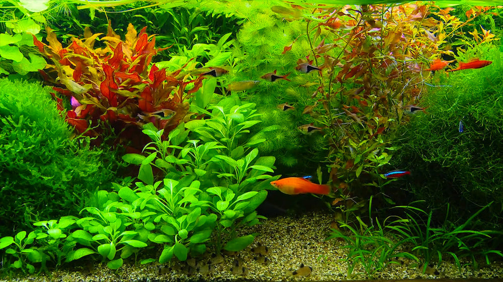 Akvarieoplevelsesmodul