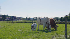Farm Life Oplevelsesmodul