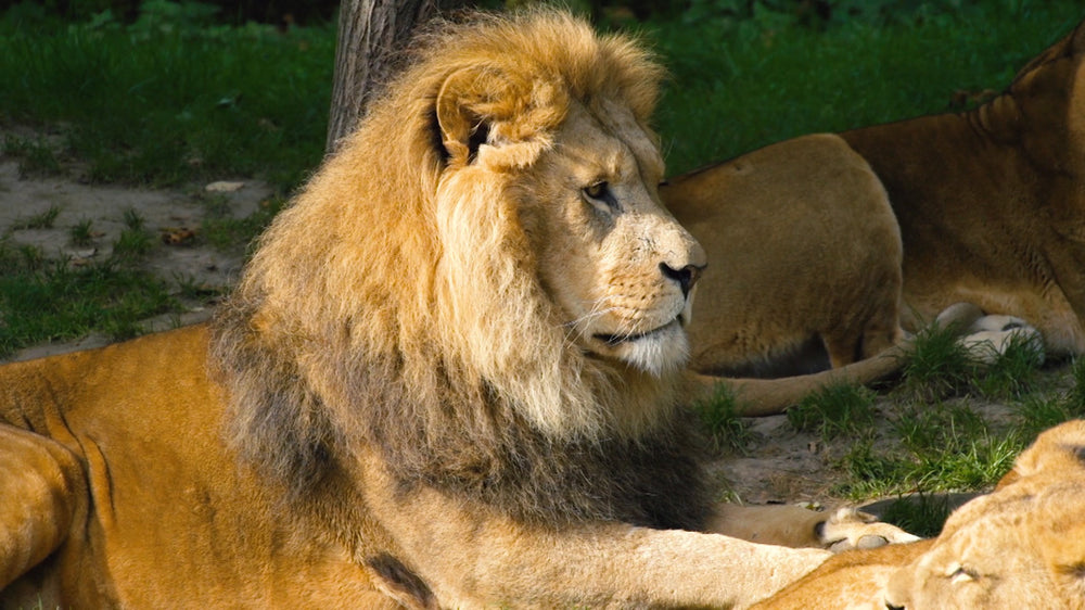 Zoo oplevelsesmodul