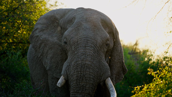Oplevelsesmodul Afrika-safari