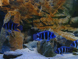 Oplevelsesmodul Akvarium